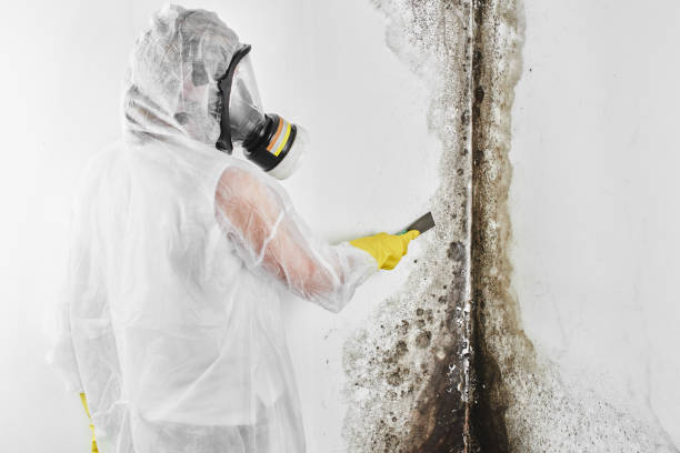 Best Commercial Mold Remediation in Ford City, CA
