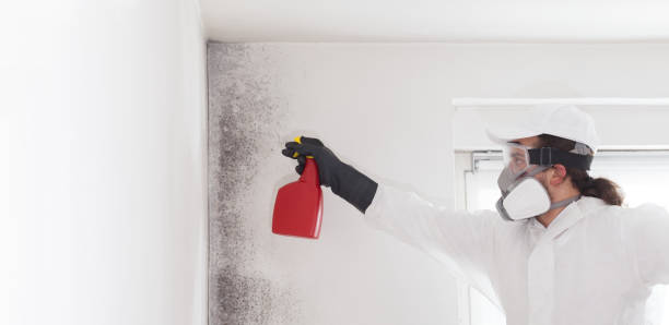 Best Emergency Mold Remediation in Ford City, CA