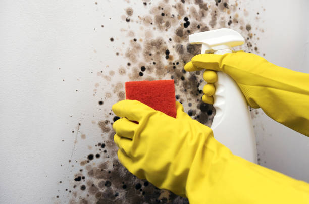 Best Industrial Mold Remediation in Ford City, CA