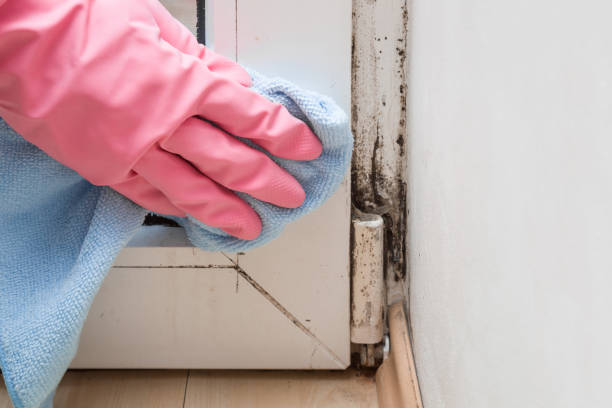 Best Basement Mold Remediation in Ford City, CA