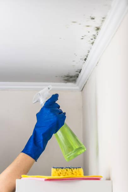 Best Commercial Mold Remediation in Ford City, CA